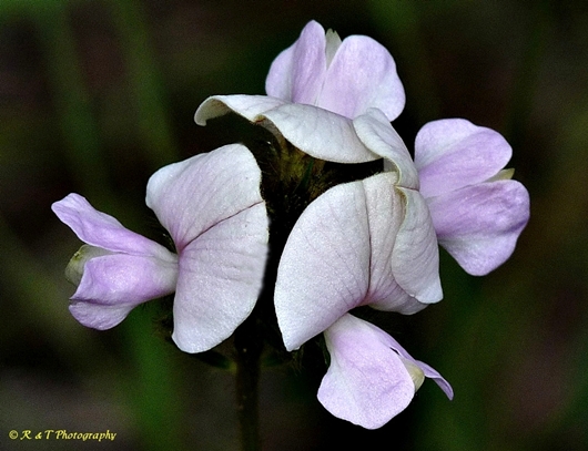 {Tephrosia spicata}
